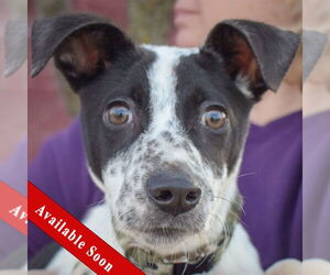 Pointer-Unknown Mix Dogs for adoption in Huntley, IL, USA
