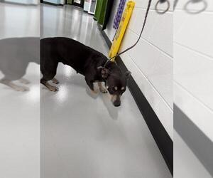 Dachshund-Unknown Mix Dogs for adoption in Temple, TX, USA