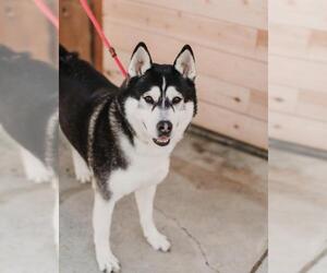 Alaskan Husky Dogs for adoption in See Website, CA, USA