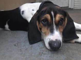 Treeing Walker Coonhound Dogs for adoption in Newport, KY, USA