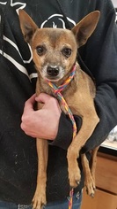 Chihuahua Dogs for adoption in Canon City, CO, USA