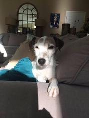 Jack Russell Terrier Dogs for adoption in Tallahassee, FL, USA
