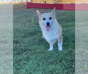 Pembroke Welsh Corgi Dogs for adoption in Sioux Falls, SD, USA