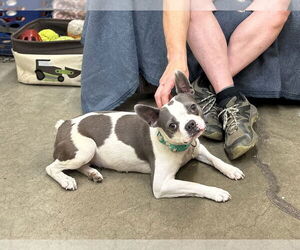 Boston Terrier Dogs for adoption in Rockaway, NJ, USA