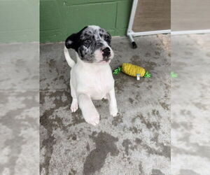 Catahoula Leopard Dog-Unknown Mix Dogs for adoption in Elmsford, NY, USA