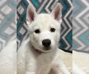 Siberian Husky Dogs for adoption in Matawan, NJ, USA