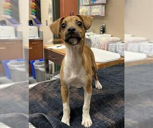 Italian Greyhound-Unknown Mix Dogs for adoption in Rancho Cucamonga, CA, USA