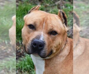 American Staffordshire Terrier Dogs for adoption in Nashville, IN, USA