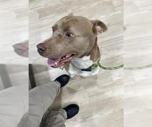 American Pit Bull Terrier Dogs for adoption in Pearland, TX, USA