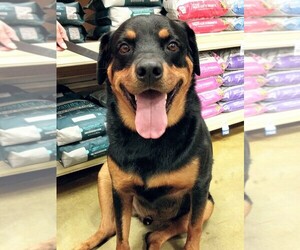 Rottweiler Dogs for adoption in Boonville, MO, USA