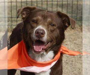 Mutt Dogs for adoption in San Antonio, TX, USA
