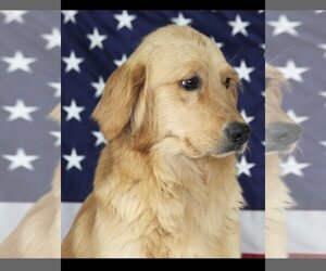 Golden Retriever Dogs for adoption in Hoisington, KS, USA