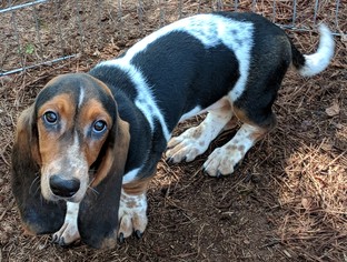 Basset Hound Dogs for adoption in Commerce, GA, USA