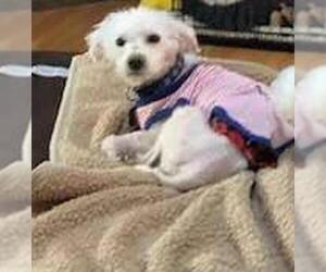 Bichon Frise Dogs for adoption in Suffolk, VA, USA