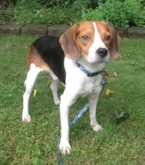 Beagle Dogs for adoption in Mankato, MN, USA