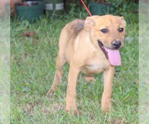 Boxer-German Shepherd Dog Mix Dogs for adoption in Holly Hill, SC, USA