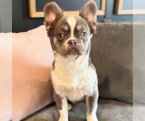 French Bulldog Dogs for adoption in Tenafly, NJ, USA