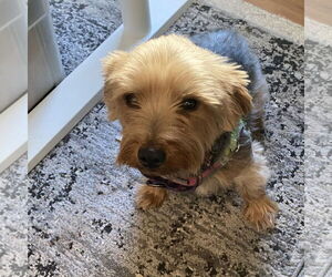 Jack Russell Terrier-Unknown Mix Dogs for adoption in Tampa, FL, USA