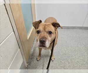 American Pit Bull Terrier-Unknown Mix Dogs for adoption in Fort Collins, CO, USA