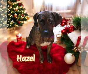 American Bandogge mastiff Dogs for adoption in Port Clinton, OH, USA