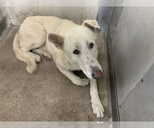 German Shepherd Dog Dogs for adoption in San Bernardino, CA, USA