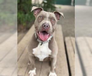 American Pit Bull Terrier Dogs for adoption in Santa Barbara, CA, USA