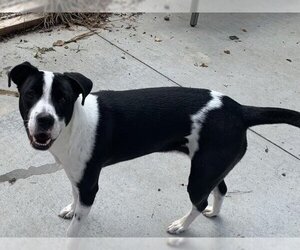 Labrador Retriever-Unknown Mix Dogs for adoption in Olathe, KS, USA