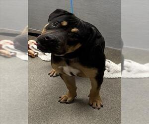 American Pit Bull Terrier-Unknown Mix Dogs for adoption in Las Vegas, NV, USA