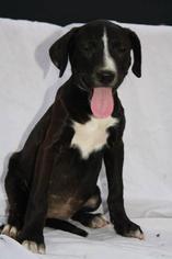 Medium Photo #1 Mutt Puppy For Sale in Lone Oak, TX, USA