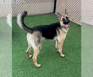 German Shepherd Dog Dogs for adoption in Norco, CA, USA