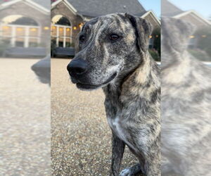 Mountain Cur-Unknown Mix Dogs for adoption in Enfield, CT, USA