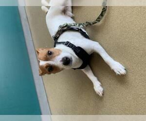 Parson Russell Terrier Dogs for adoption in Alexandria, VA, USA
