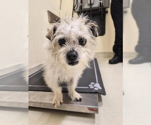 Shih Tzu Dogs for adoption in Fremont, CA, USA