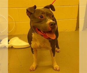 Staffordshire Bull Terrier-Unknown Mix Dogs for adoption in Sanford, FL, USA
