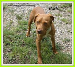 Unknown-Vizsla Mix Dogs for adoption in Denison, TX, USA