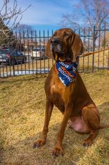 Redbone Coonhound Dogs for adoption in Aurora, CO, USA