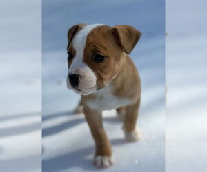 Mutt Dogs for adoption in Forest, VA, USA