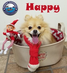 Pomeranian Dogs for adoption in Arcadia, FL, USA