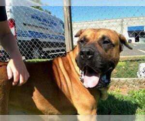Presa Canario Dogs for adoption in Charlotte, NC, USA