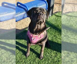 American Bulldog-Labrador Retriever Mix Dogs for adoption in HESPERIA, CA, USA