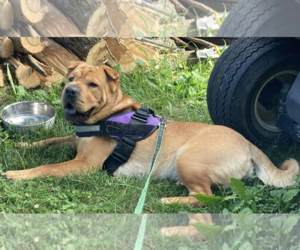 Chinese Shar-Pei Dogs for adoption in Manchester, IA, USA