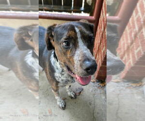 Mutt Dogs for adoption in Raleigh, NC, USA