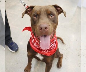American Pit Bull Terrier-Labrador Retriever Mix Dogs for adoption in League City, TX, USA