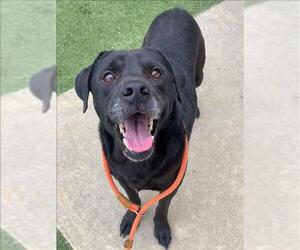 Labrador Retriever Dogs for adoption in Fayetteville, NC, USA