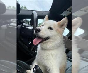 - Mix Dogs for adoption in Derwood, MD, USA