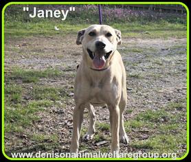 Medium Photo #1 Labrador Retriever Puppy For Sale in Denison, TX, USA