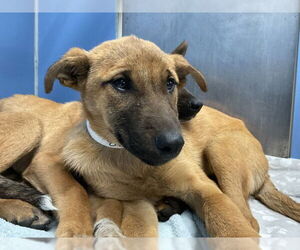 Mutt Dogs for adoption in San Bernardino, CA, USA