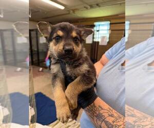 Mutt Dogs for adoption in Calgary, Alberta, Canada