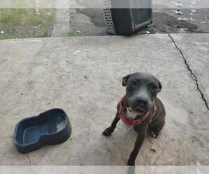 American Staffordshire Terrier-Unknown Mix Dogs for adoption in San Antonio, TX, USA