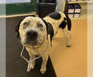 American Pit Bull Terrier-Unknown Mix Dogs for adoption in Placerville, CA, USA